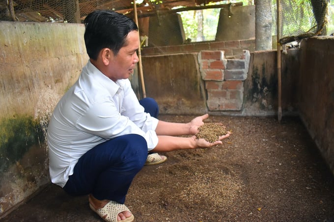 Ông Nguyễn Thanh Tuấn, Chủ tịch Hội Nông dân xã Thành Thới A đang kiểm tra nhộng sâu canxi để thu hoạch. Ảnh: Minh Đảm.