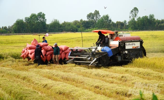The main causes of increased greenhouse gas emissions in our country's rice production are unsustainable agricultural intensification, high fertilization rates, and water use for irrigation. Photo: Kim Anh.