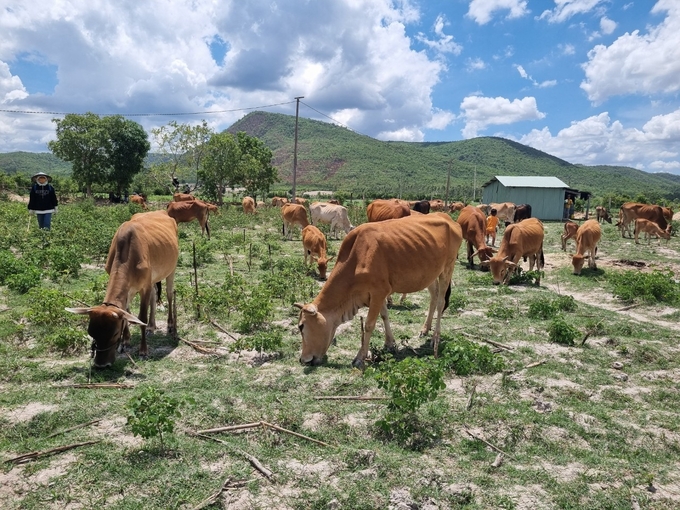 Krông Pa có những đồng cỏ tự nhiên mênh mông, là điều kiện rất thuận lợi giúp chăn nuôi bò phát triển. Ảnh: Tuấn Anh.