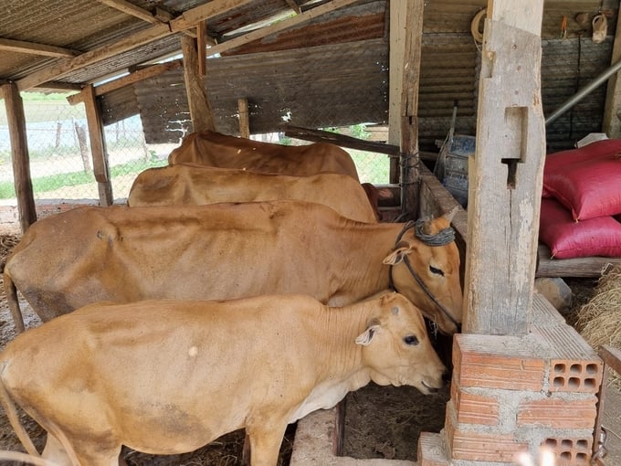 Bên cạnh chăn thả tự nhiên, người dân Krông Pa ngày càng chú trọng làm chuồng trại, dự trữ thức ăn cho bò trong giai đoạn thức ăn tự nhiên khan hiếm. Ảnh: Tuấn Anh.