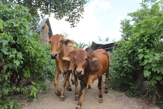 Hiện nay, đàn bò của Krông Pa đã được lai cải tạo, cho hiệu quả chăn nuôi cao. Ảnh: Tuấn Anh.