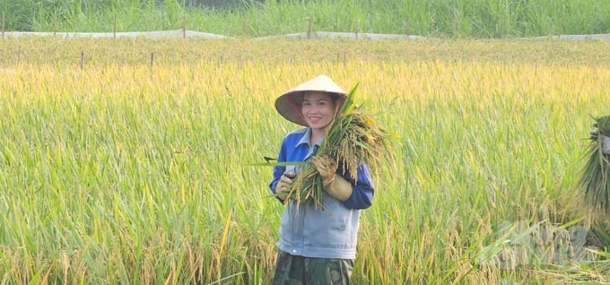 Vụ xuân năm 2024, nông dân Thanh Hóa thắng đậm, với năng suất đạt khoảng 68 tạ/ha. Ảnh: Quốc Toản.