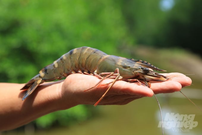 The ecological shrimp-mangrove model in Ca Mau province has gained access to various demanding markets around the world, including the US, Japan, and the EU. Photo: Trong Linh.