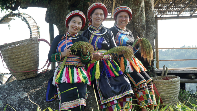 Người dân Phiêng Phàng trồng lúa nếp Tài hữu cơ kết hợp du lịch trải nghiệm. Ảnh: Ngọc Tú. 