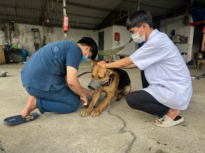 Theo Sở Y tế Hà Nội, để phòng bệnh dại, cộng đồng cần thực hiện các biện pháp: chủ động phòng tránh không để bị chó, mèo tấn công; tiêm vắc xin phòng dại đầy đủ. Ảnh: DL.