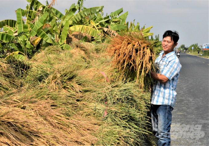 Hiện nay đã có nhiều giống lúa cao sản, lúa thơm thích hợp canh tác trên vùng đất tôm - lúa, đặc biệt là canh tác hữu cơ, mang lại hiệu quả cao cho nhà nông. Ảnh: Trung Chánh.