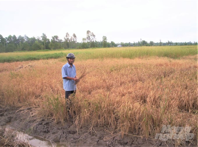 Khi mới chuyển đổi, mô hình tôm - lúa đã gây ra cuộc chiến tranh chấp mặn - ngọt, làm cho nhiều ruộng lúa nông dân lân cận bị chết do nhiễm mặn. Ảnh: Trung Chánh.