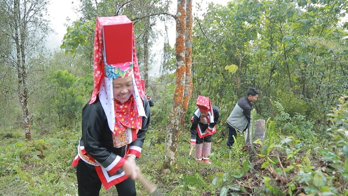 The concentrated cinnamon planting area in Binh Lieu district is estimated at 680 hectares. Photo: Nguyen Thanh.