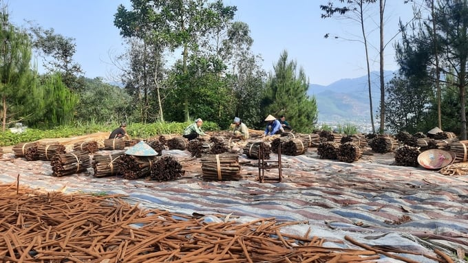 With an annual dried cinnamon bark yield of over 390 tons, Binh Lieu generates approximately 15 billion VND in revenue. Photo: Nguyen Thanh.