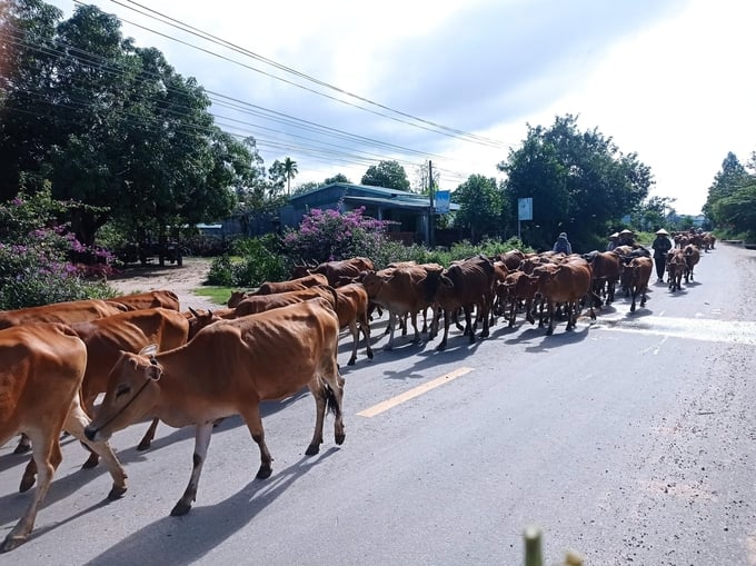 Đến Krông Pa, hình ảnh rất dễ gặp là những đàn bò kéo dài nối đuôi nhau 'bộ hành' trên những trục đường lộ. Ảnh: Tuấn Anh.