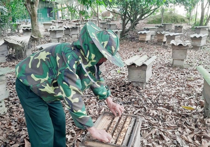 Ông Cao Xuân Khách (xã Yên Hóa), đang kiểm tra chất lượng đàn ong nuôi của gia đình. Ảnh: TP.