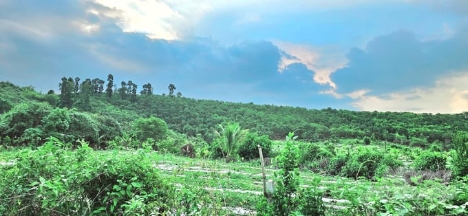 Hơn 10 năm trước, khu vực đồi Sabi (ấp 2A, xã Xuân Bắc, huyện Xuân Lộc, tỉnh Đồng Nai) được người dân địa phương bắt tay cải tạo đất bạc màu để trồng cây ăn trái và hoa màu. Ảnh: Minh Sáng.