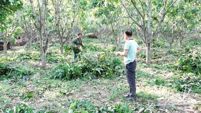 Trên khu vực đồi Sabi, bà con đưa giống xoài Đài Loan về trồng thử nghiệm và tiếp tục điều chỉnh cơ cấu cây trồng nhằm phủ xanh đất trống, phát triển kinh tế vườn. Ảnh: Minh Sáng.