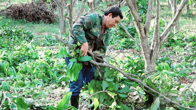 Lão nông Nguyễn Văn Hòa đang tập trung tỉa cành, tạo tán cho vườn xoài sau mùa thu hoạch, chuẩn bị bước vào làm bông vụ mới. Ảnh: Minh Sáng.