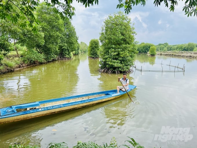 With the shrimp-mangrove model, farmers earn an average income of approximately 80 million VND per hectare per year. Photo: Trong Linh.