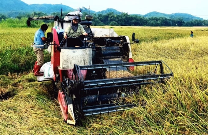 Đến nay, tỉnh Thái Nguyên đã thu hoạch được khoảng trên 45% diện tích lúa vụ xuân 2024. Ảnh: Phạm Hiếu.