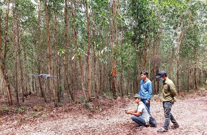 Ngành nông nghiệp Phú Yên khuyến khích các chủ rừng, doanh nghiệp trồng rừng phát triển rừng bền vững. Ảnh: KS.