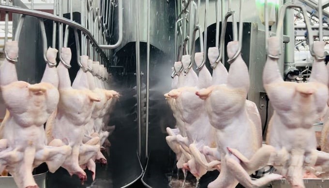 Promoting the export of poultry meat to the Halal market will help Vietnam's livestock industry gain new successes and balance the market. Photo: Tran Trung.