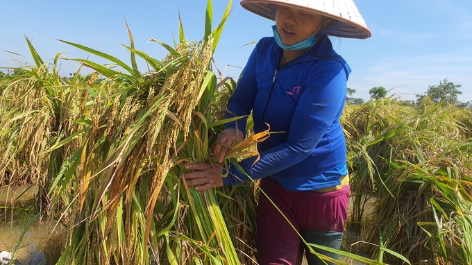 Người dân ở huyện Kiến Thụy buộc lại diện tích lúa bị đổ. Ảnh: Đinh Mười.