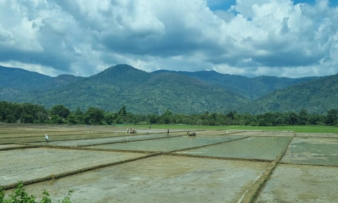 Đắk Lắk đặt kế hoạch đạt 60.000ha lúa nước trong vụ mùa 2024. Ảnh: Quang Yên.