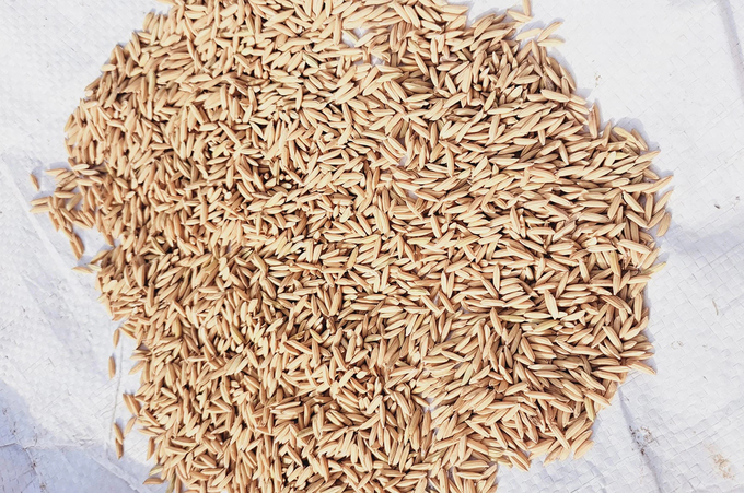DT8 rice grains. Photo: Son Trang.