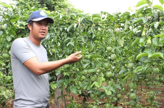Le Kim Long, a resident of Ia Lok hamlet, Ia Mo Nong commune, Chu Pah district, previously enjoyed relative success with his passion fruit farm. Photo: Tuan Anh.