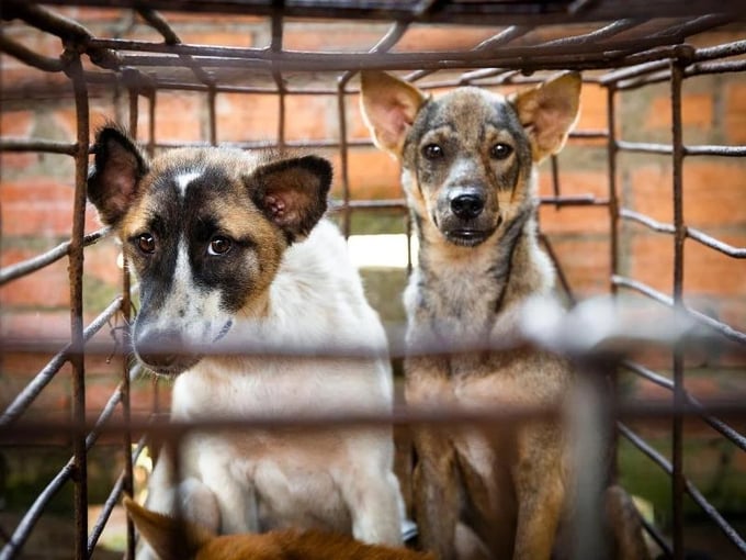 By establishing a 'rabies-free zone' and eliminating dog and cat meat trade and consumption, the new directive from the city aims to contribute to making Hanoi a civilized city.