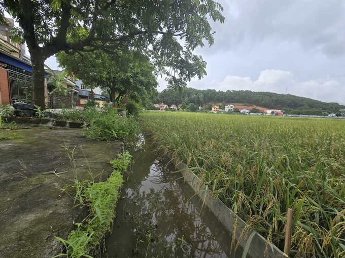 Cánh đồng lúa thôn Hà Tây, xã Trung Hà, huyện Thủy Nguyên vẫn còn đầy nước, chưa tiêu thoát được. Ảnh: Đinh Mười.