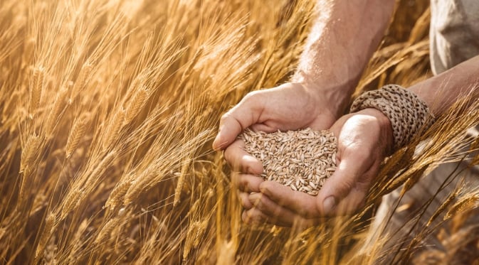 ANCIENT EINKORN: This ancient wheat variety, considered the oldest cultivated wheat, has a distinctive nutty flavor and a chewy texture. Einkorn flour is often used to make rustic breads and pasta with a slightly denser texture than modern wheat varieties.