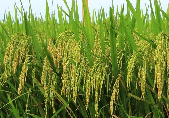 Vụ xuân 2024, tỉnh Thái Nguyên khuyến khích bà con nông dân đưa các giống lúa cho năng suất, chất lượng cao vào sản xuất. Ảnh: Phạm Hiếu.
