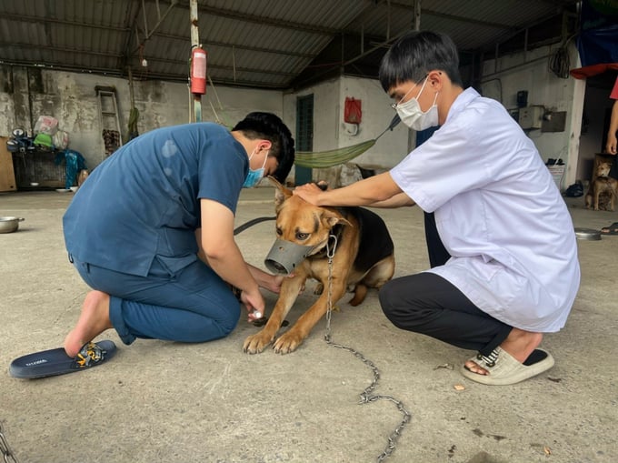 According to the Hanoi Department of Health, to prevent rabies, the community needs to take proactive measures: actively avoid being attacked by dogs or cats and ensure complete rabies vaccination.