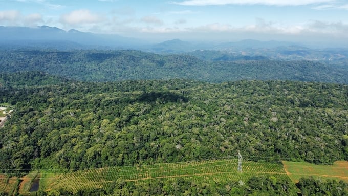 Đắk Nông có tổng diện tích đất có rừng theo rà soát là gần 251.000ha. Ảnh: Quang Yên.