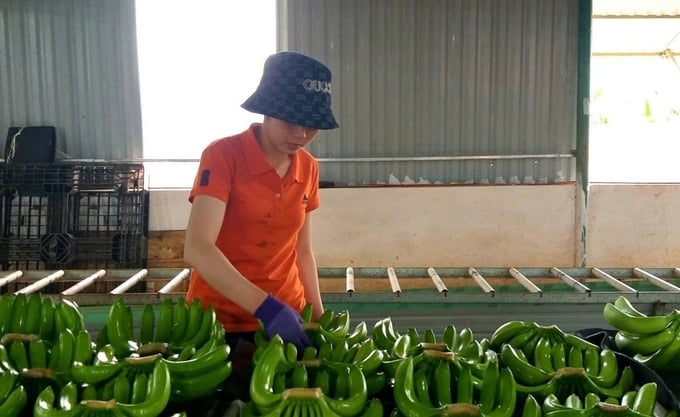 Bananas are processed to be packed for export. Photo: Thi Ha.