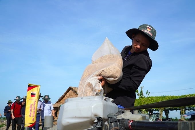 The model uses the rice variety OM5451, with a sowing amount of 80 kg/ha. Photo: Kim Anh.