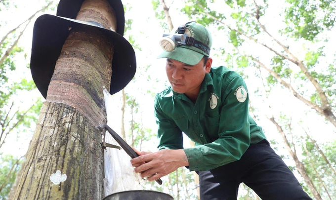 Vietnam's rubber industry has great potential to sell carbon credits. Photo: Trung Tan.