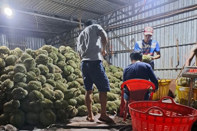 Members of the Nong Van Canh Durian Cooperative Group are expected to earn a profit of over 25% of this durian crop. Photo: Do Huong.