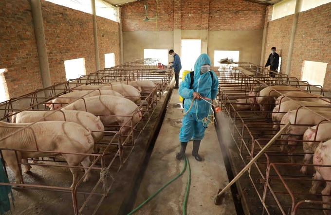 The functional units are conducting pesticide spraying and disinfection of livestock farms. Photo: Nguyen Thanh.