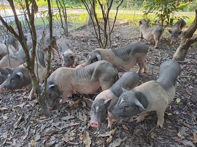 Lợn Móng Cái của HTX Vạn Thịnh Phát được chăn nuôi theo quy trình phòng bệnh nghiêm ngặt. Ảnh: Nguyễn Thành.