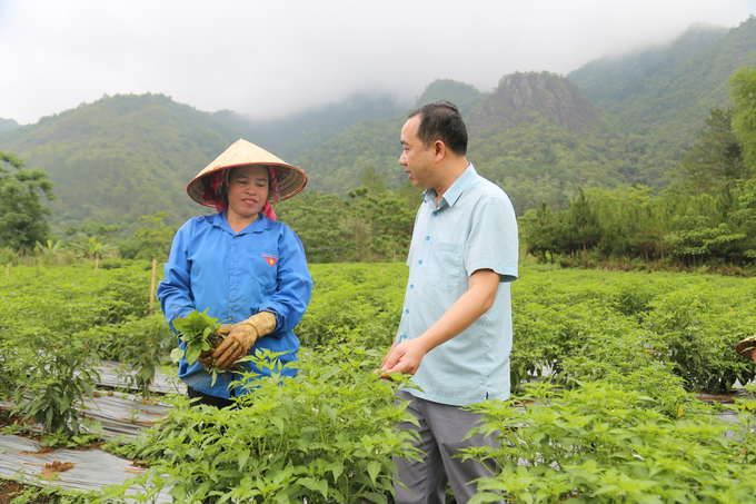Ông Đỗ Ngọc Tú, Giám đốc Trung tâm Dịch vụ nông nghiệp huyện Than Uyên trao đổi kỹ thuật trồng ớt với người dân. Ảnh: H.D.