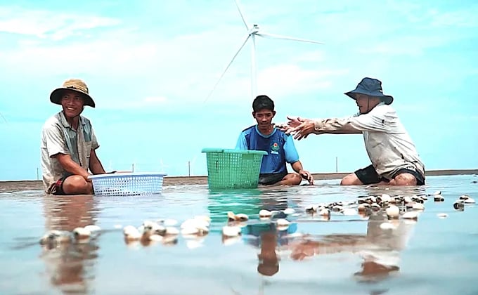 Clam harvesting provides employment for tens of thousands of workers in Ben Tre. Photo: Minh Dam.