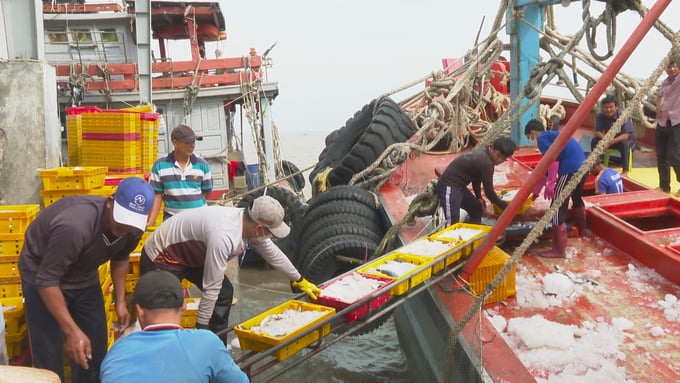 Tỉnh Sóc Trăng hướng tới 100% tàu cá của địa phương được cấp giấy chứng nhận an toàn vệ sinh thực phẩm và các giấy chứng nhận có giá trị hiệu lực. Ảnh: Kim Anh.