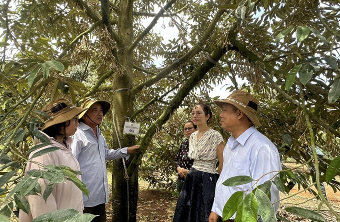 Vườn sầu riêng của gia đình ông Cao Nguyên Lâm ở buôn Quen (xã Ea Bar, huyện Sông Hinh) đã tham gia liên kết sản xuất, tiêu thụ với doanh nghiệp. Ảnh: KS.