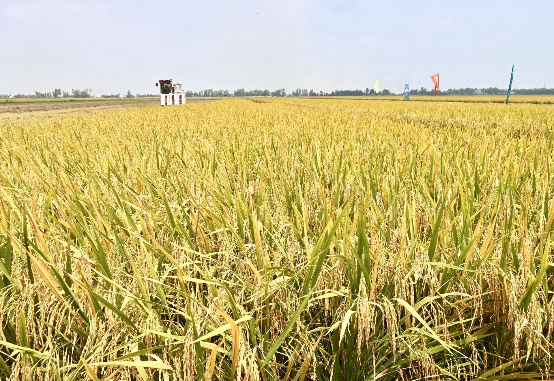 Cánh đồng tham gia Dự án TRVC của ông Nguyễn Văn Khanh, huyện Tam Nông, Đồng Tháp đang thu hoạch.