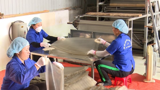 With support in equipment procurement, Tai Hoan Cooperative expanded its production scale and improved the quality of its vermicelli products. Photo: NT.