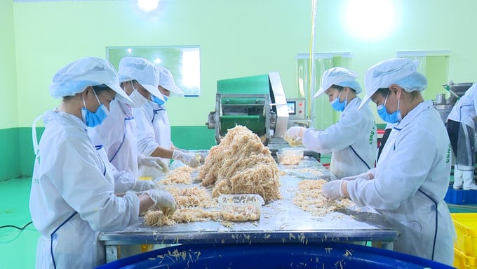 Agricultural processing at Vietnam Misaki Co., Ltd. - one of the businesses supported by the APIF fund. Photo: NT.