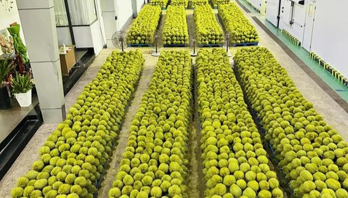 Ensuring quality for each production unit and packing house code is a prerequisite to maintaining the price of Vietnamese durian today. Photo: Do Huong.