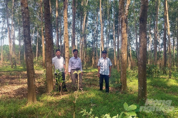 The company's partners require the planted forest wood to be FSC-certified. Photo: Vo Dung.