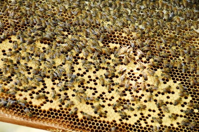 Sản phẩm từ ong mật của huyện Minh Hóa được đánh giá chất lượng cao và có nhiều lợi ích cho sức khỏe con người. Ảnh: T. Đức.