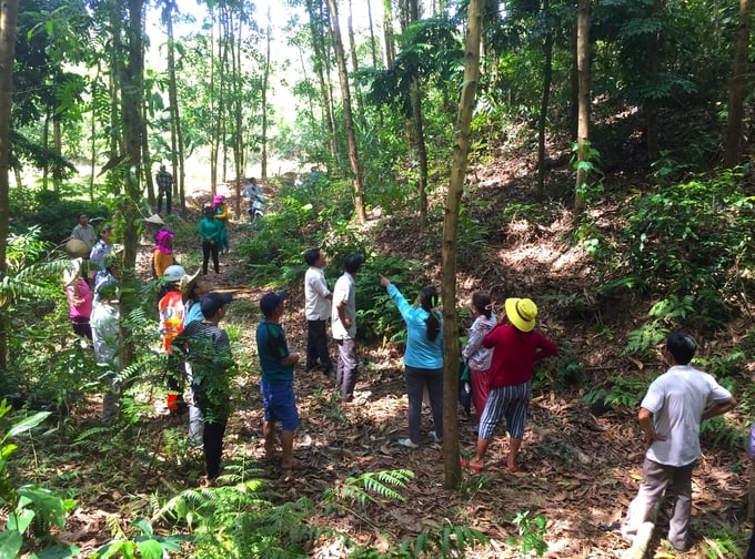 Người dân tham gia liên kết trồng rừng gỗ lớn với HTX Nông nghiệp Hiệp Thuận được tập huấn kỹ thuật chăm sóc, phòng trừ sâu bệnh. Ảnh: L.K.