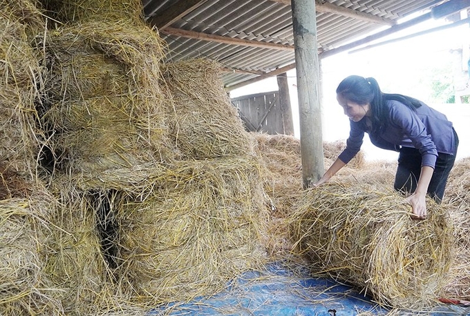 Mr. Do Quang Trung's mushroom cultivation cooperative utilizes straw as a raw material. Photo: T.P.